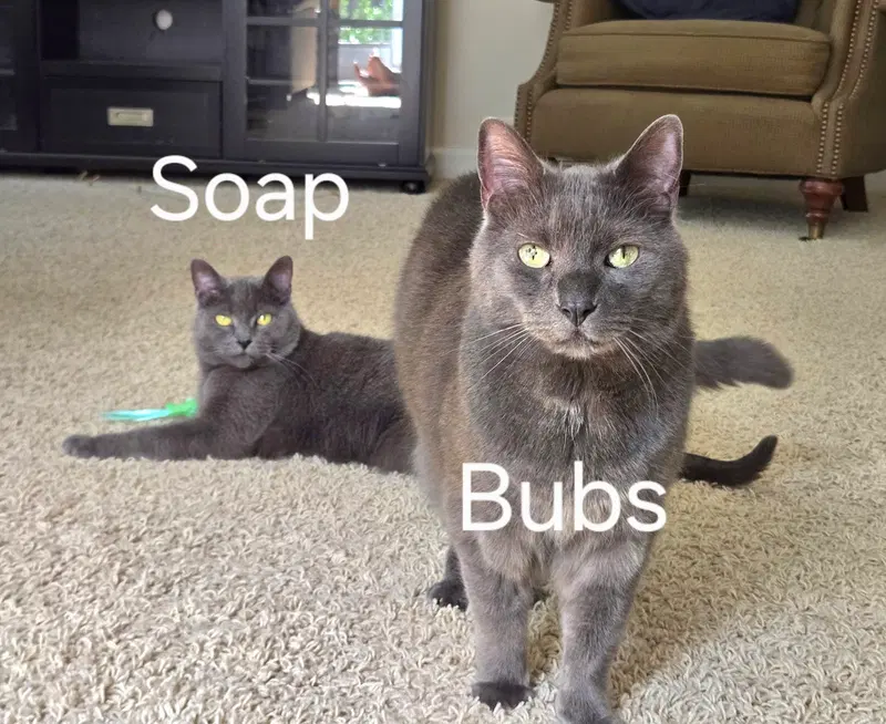 Bubbles, photo 3