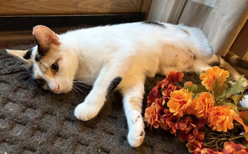 C331 Litter Vanessa, mother, an adult female Calico cat up for adoption