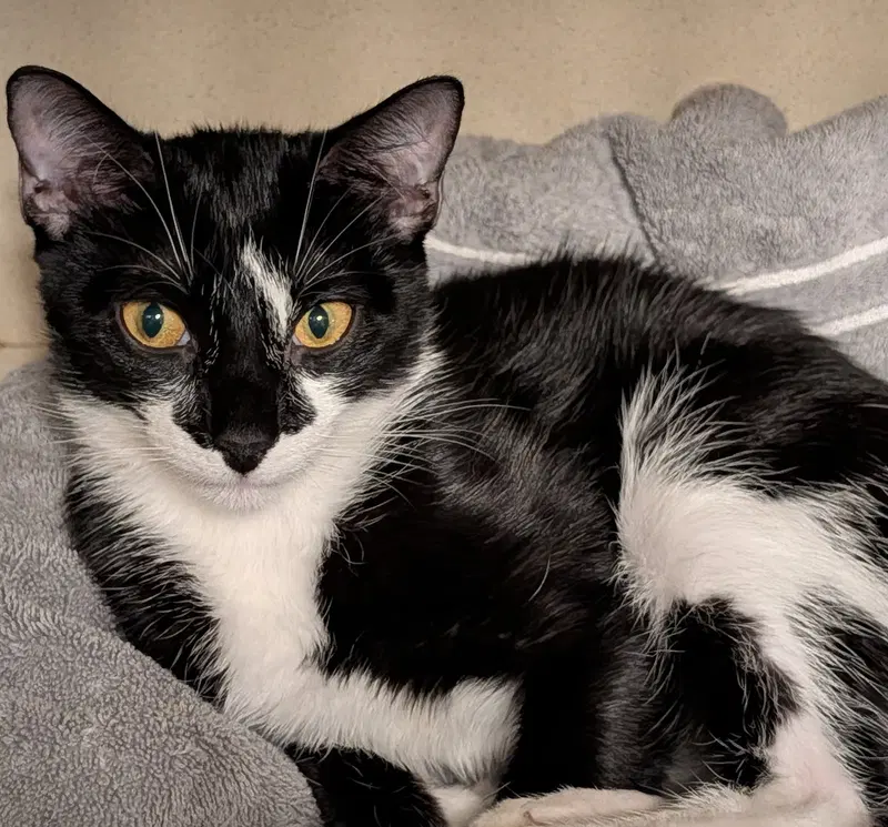 Pepper, a young female cat up for adoption