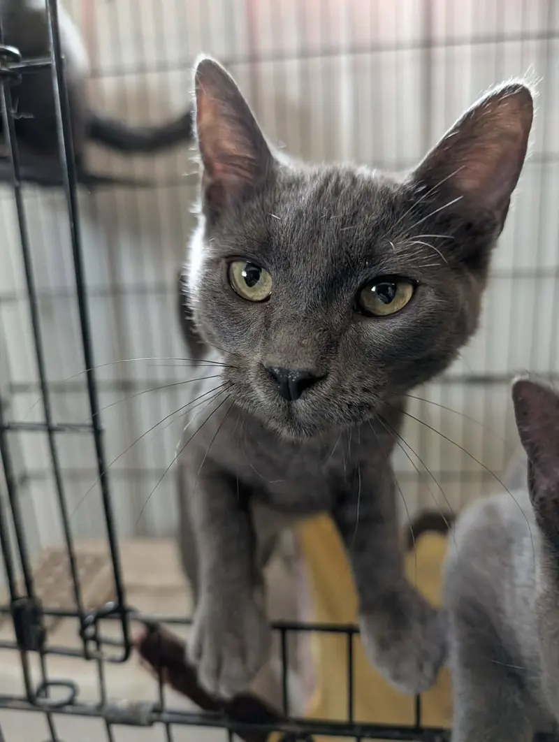 Salem, a female kitten up for adoption