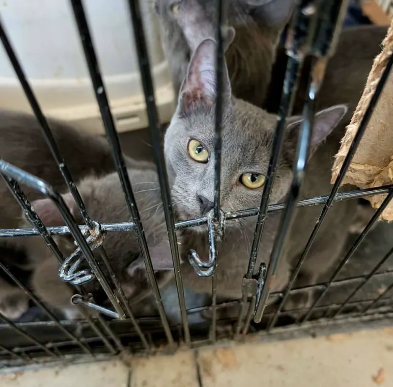 Quill, a male kitten up for adoption
