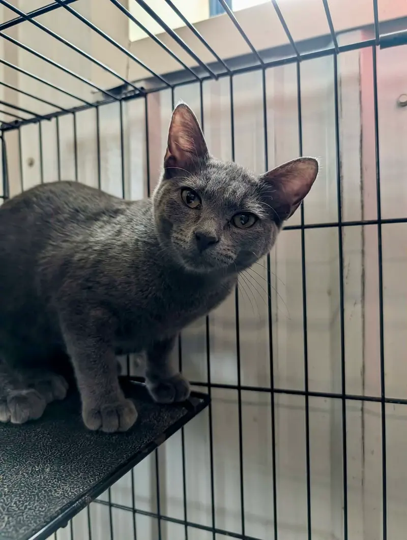 Gaia, a female kitten up for adoption