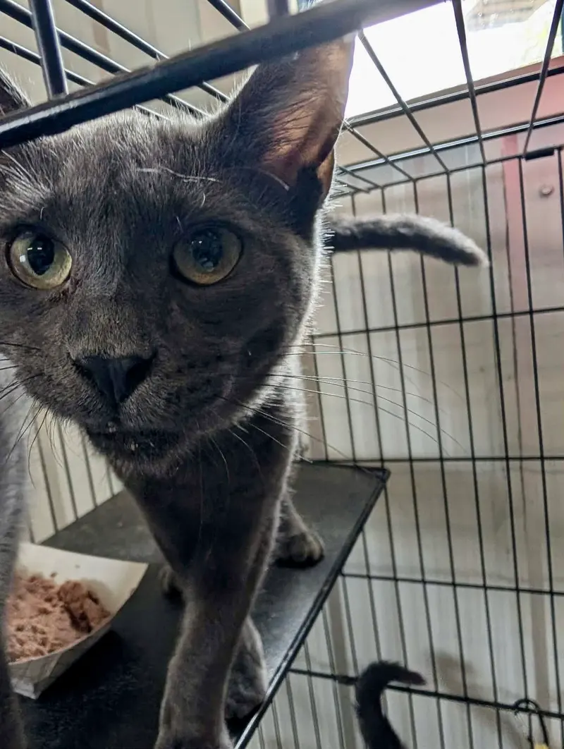 Miss Marple, a female kitten up for adoption