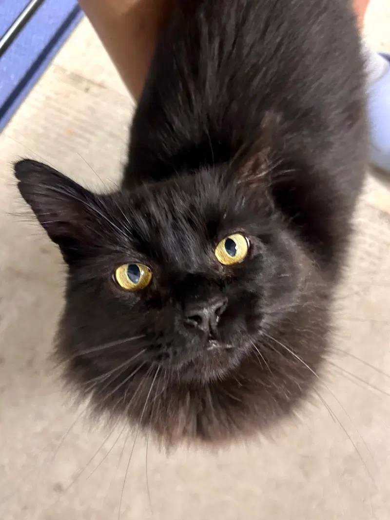 Lokki, an adult male cat up for adoption