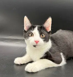 Oreo, a female Tuxedo kitten up for adoption