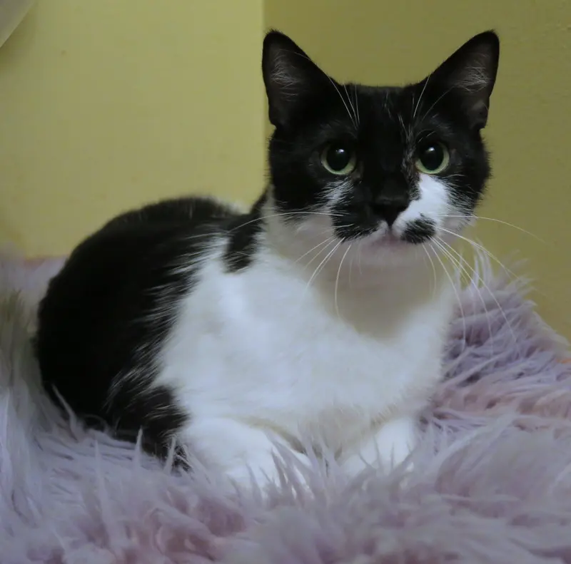 Poppy, photo 5