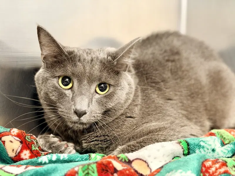 Bandit, an adult male cat up for adoption