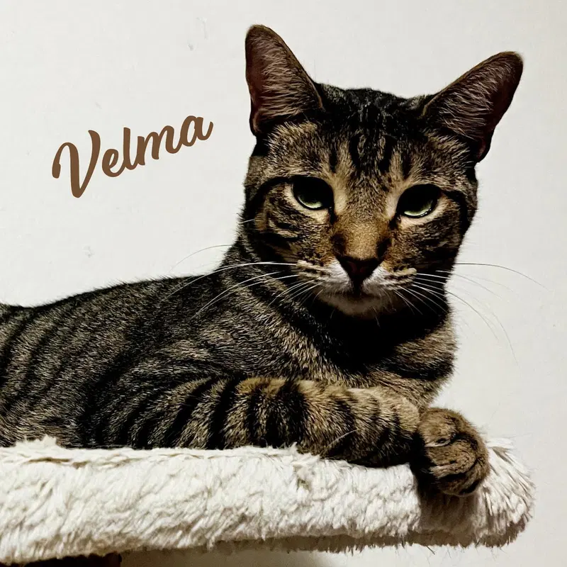 Velma Dinkley, a young female Tabby cat up for adoption