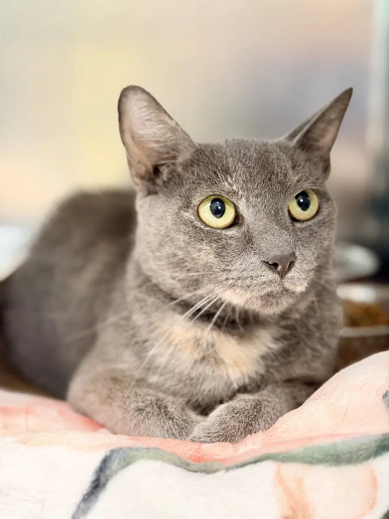 Cinnabon, an adult female cat up for adoption