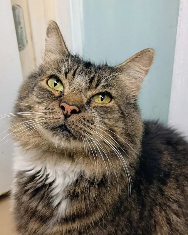 Snuggles, an adult male cat up for adoption