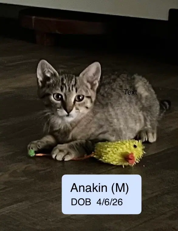 Anakin, photo 2