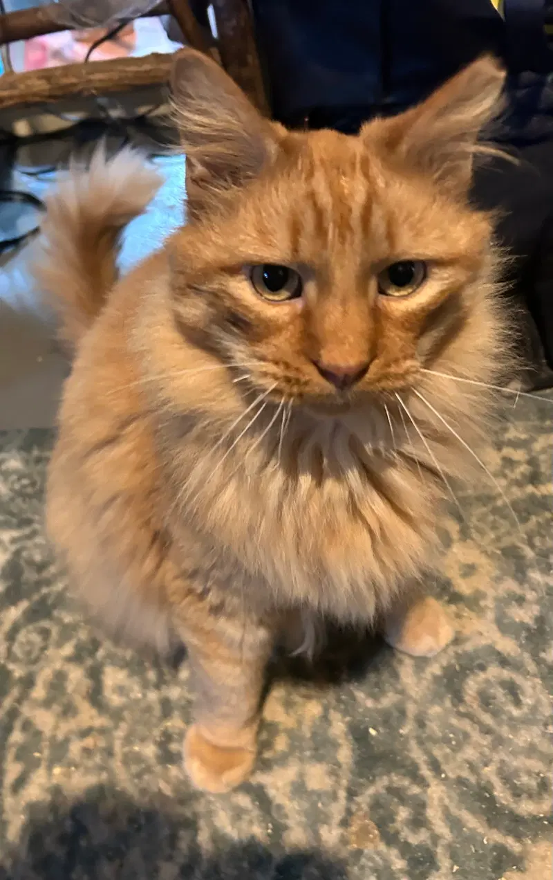 Ferdinand, photo 2