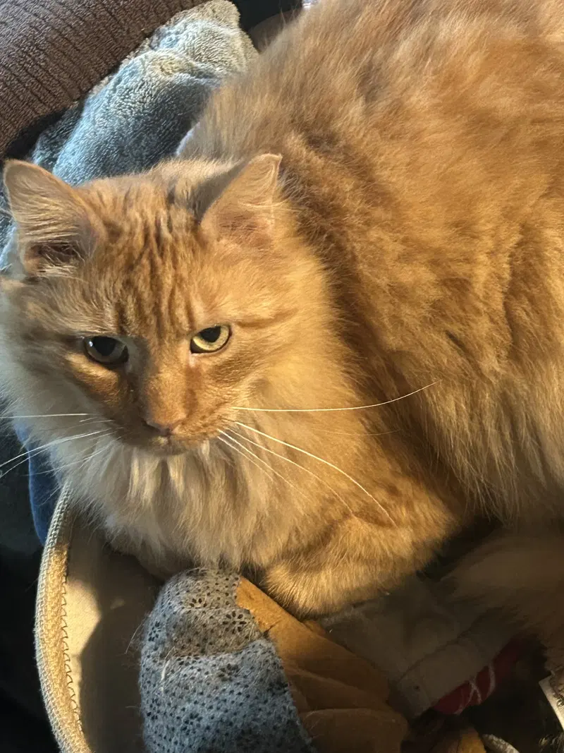 Ferdinand, photo 3