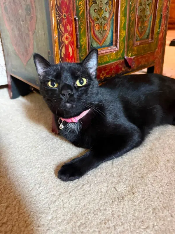 Equinox, a female Bombay cat up for adoption