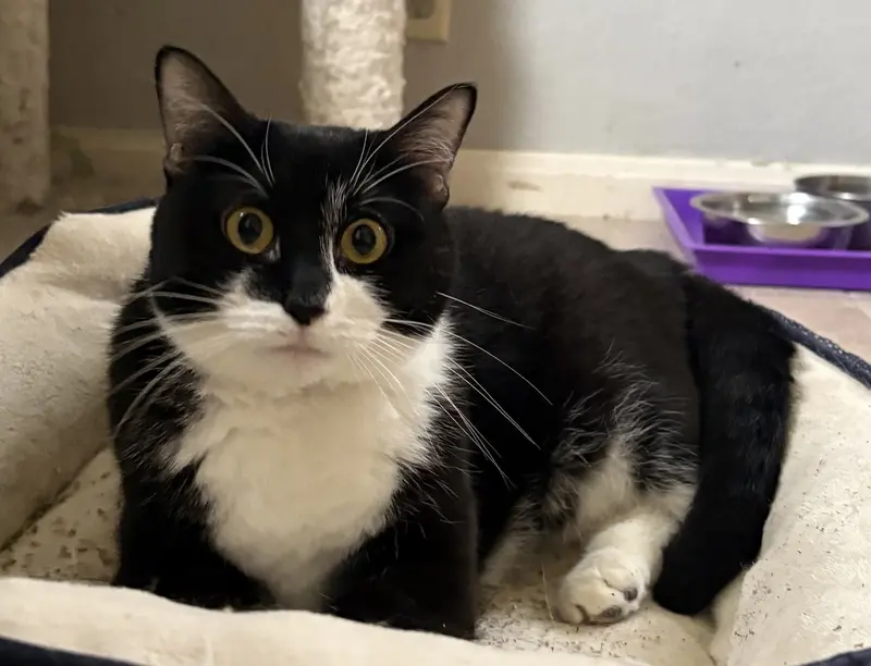 Pickles, an adult female cat up for adoption
