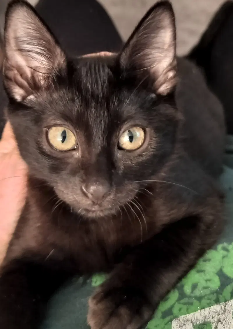 Pi, a male kitten up for adoption