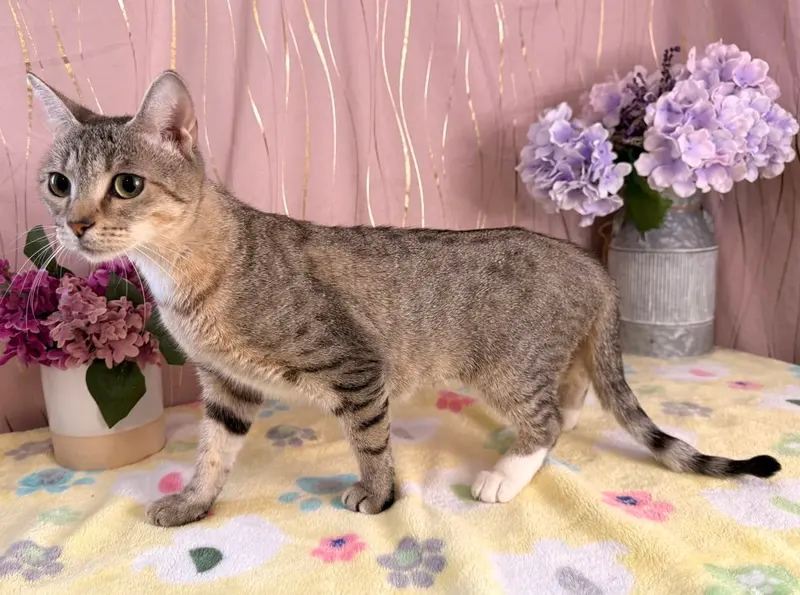 Ms. Priss, an adult female cat up for adoption