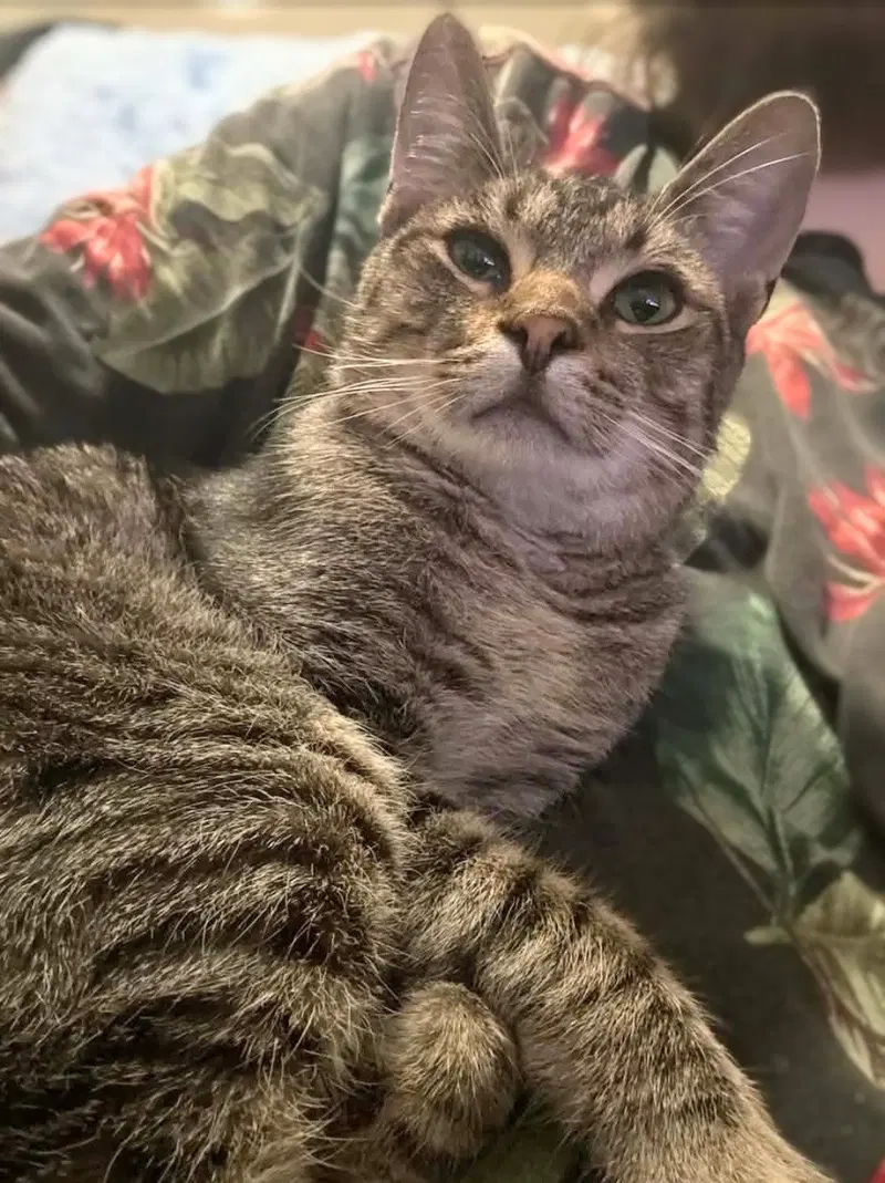 Mr. Kitty, a young male Tabby cat up for adoption