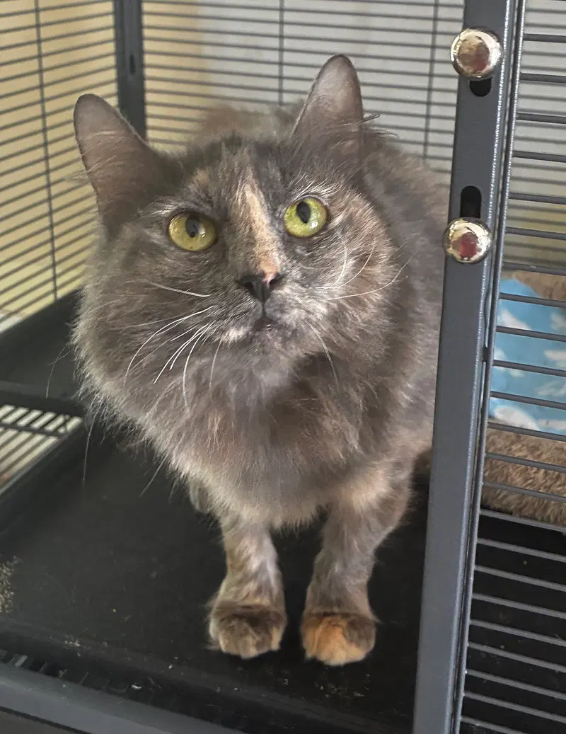 Cinder, an adult female Dilute Tortoiseshell cat up for adoption