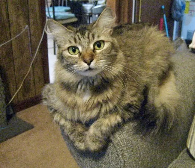 Sunny, an adult female Maine Coon cat up for adoption