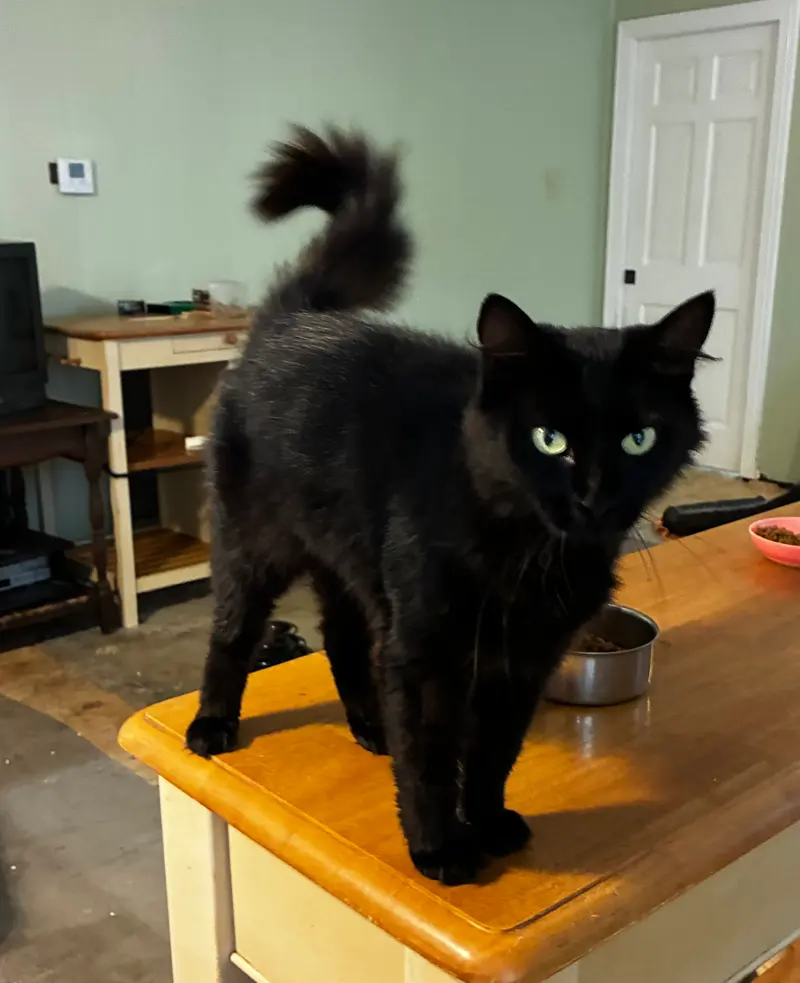 Pretty Girl, an adult female cat up for adoption