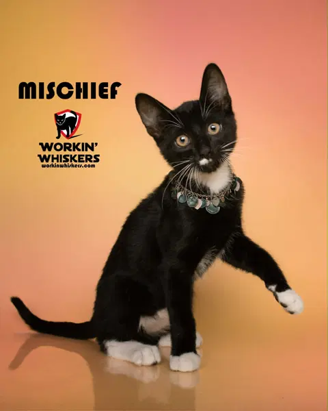 Watch the video of Mischeif