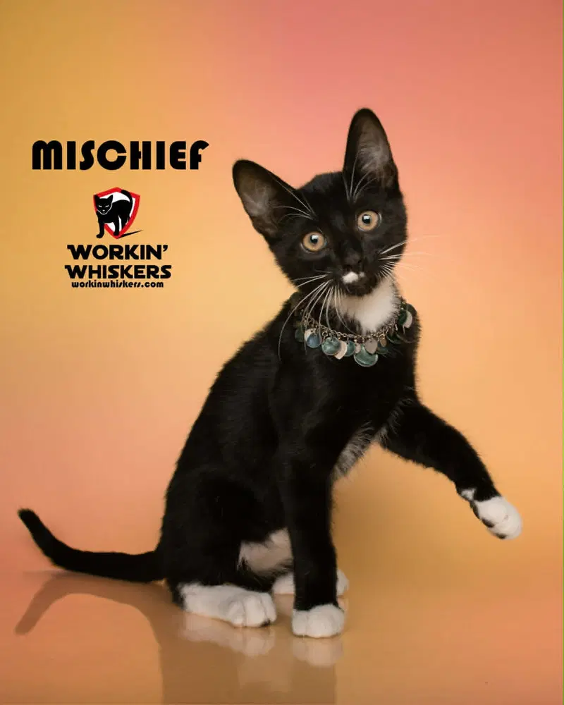 Mischeif, a male Tuxedo kitten up for adoption