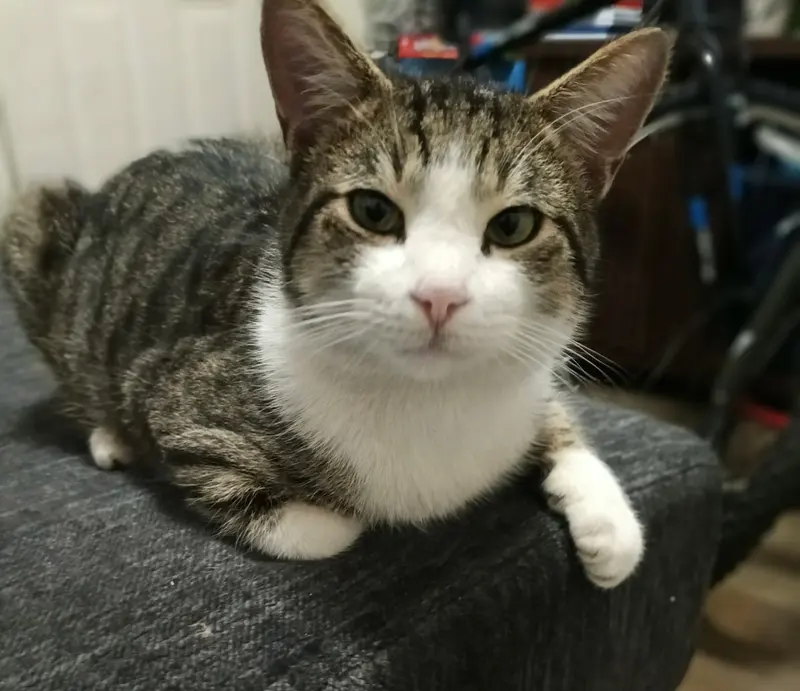 Binx, an adult male Tabby cat up for adoption