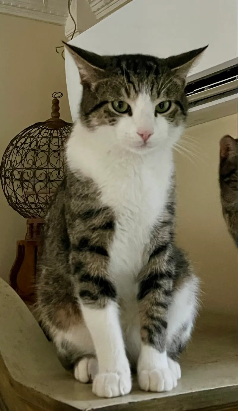 Binx, photo 2