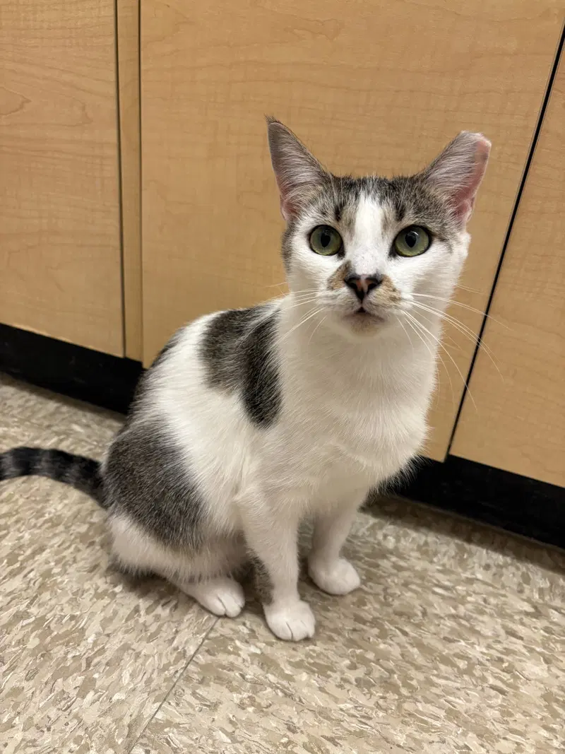Angelica, an adult female cat up for adoption