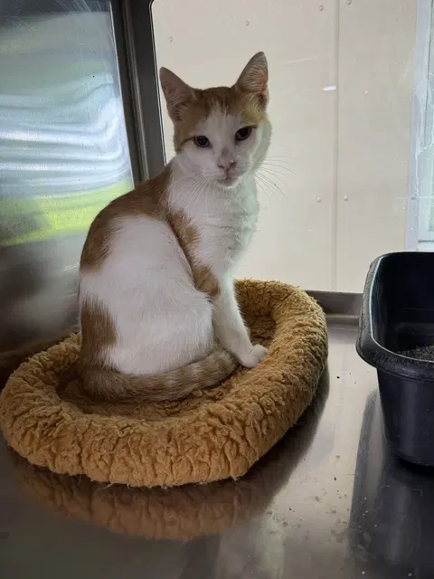 Watch the video of Houdini