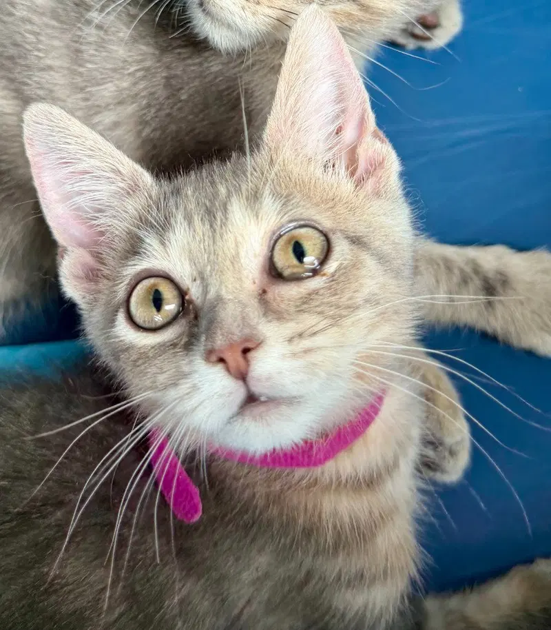 Enid, a female kitten up for adoption