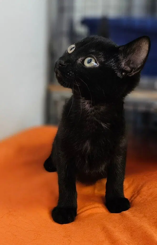 Gemma, a young female cat up for adoption