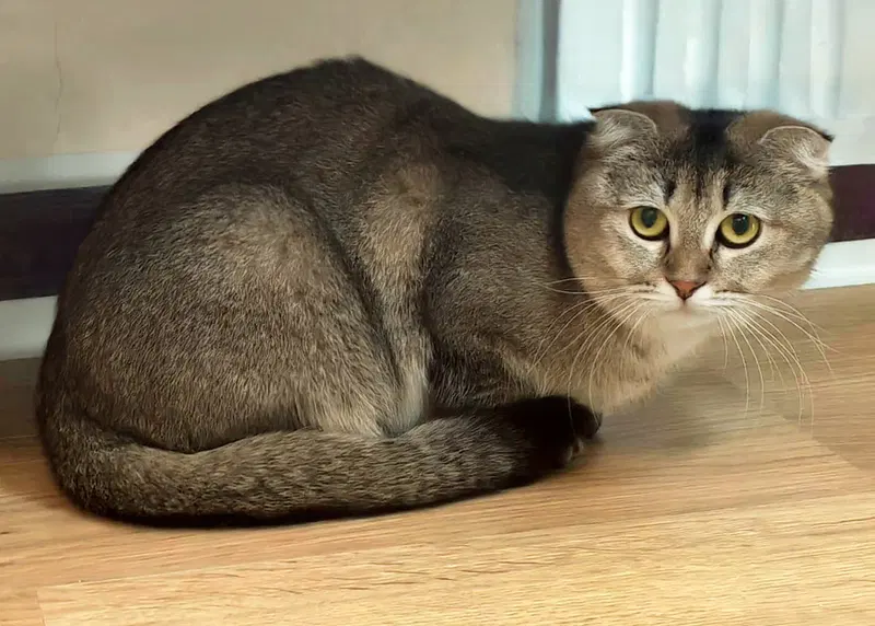 Honna, a young female Scottish Fold cat up for adoption