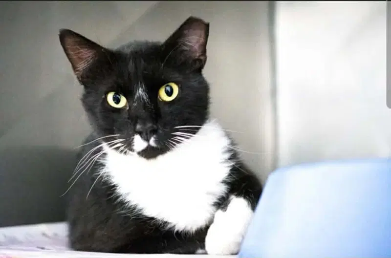 Jafar, an adult male cat up for adoption