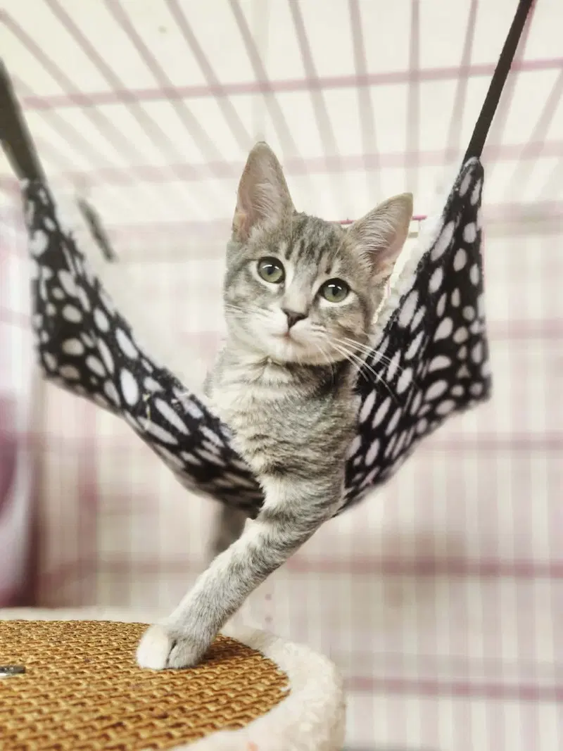 Charlotte, a female kitten up for adoption