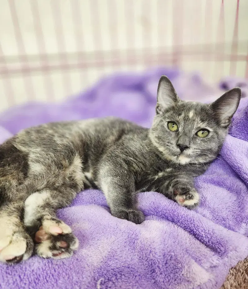 Vanessa, a female kitten up for adoption