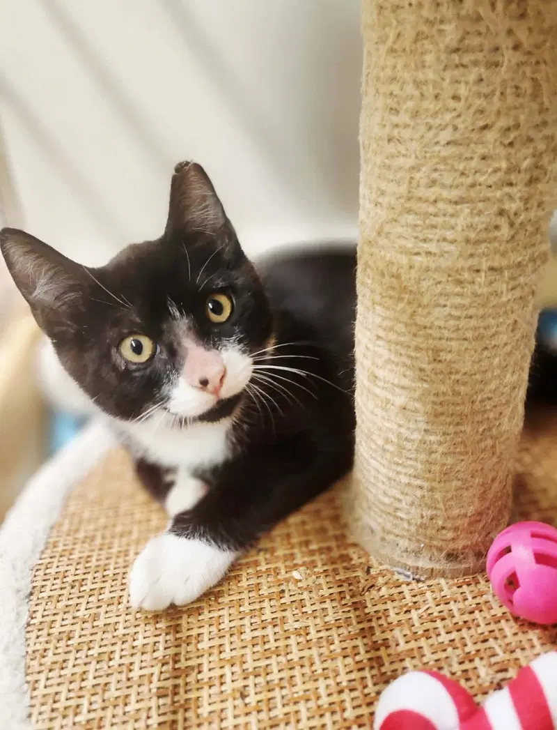 Messi, a male kitten up for adoption