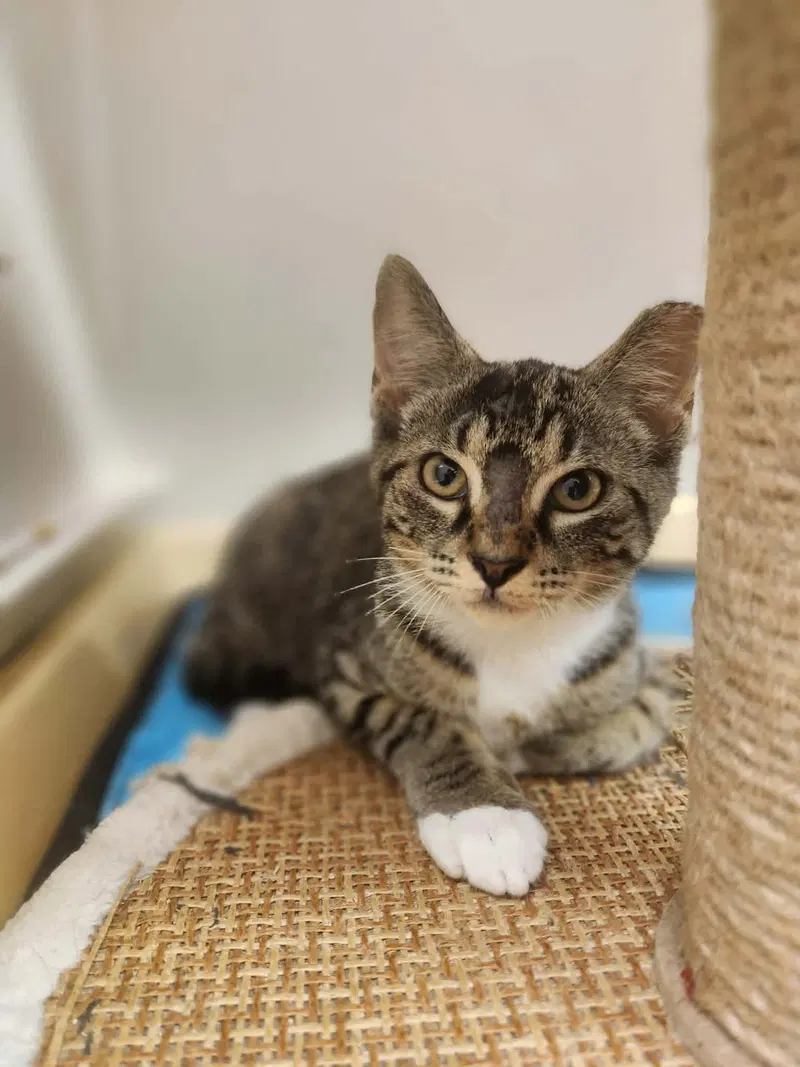Ronaldo, a male kitten up for adoption