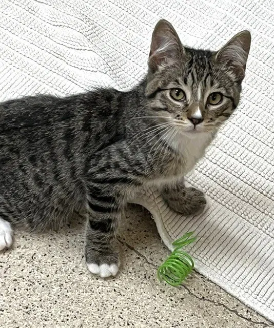 Kitten Khalessi, a female kitten up for adoption