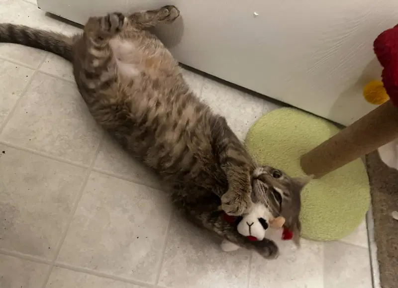 Samwise, photo 2