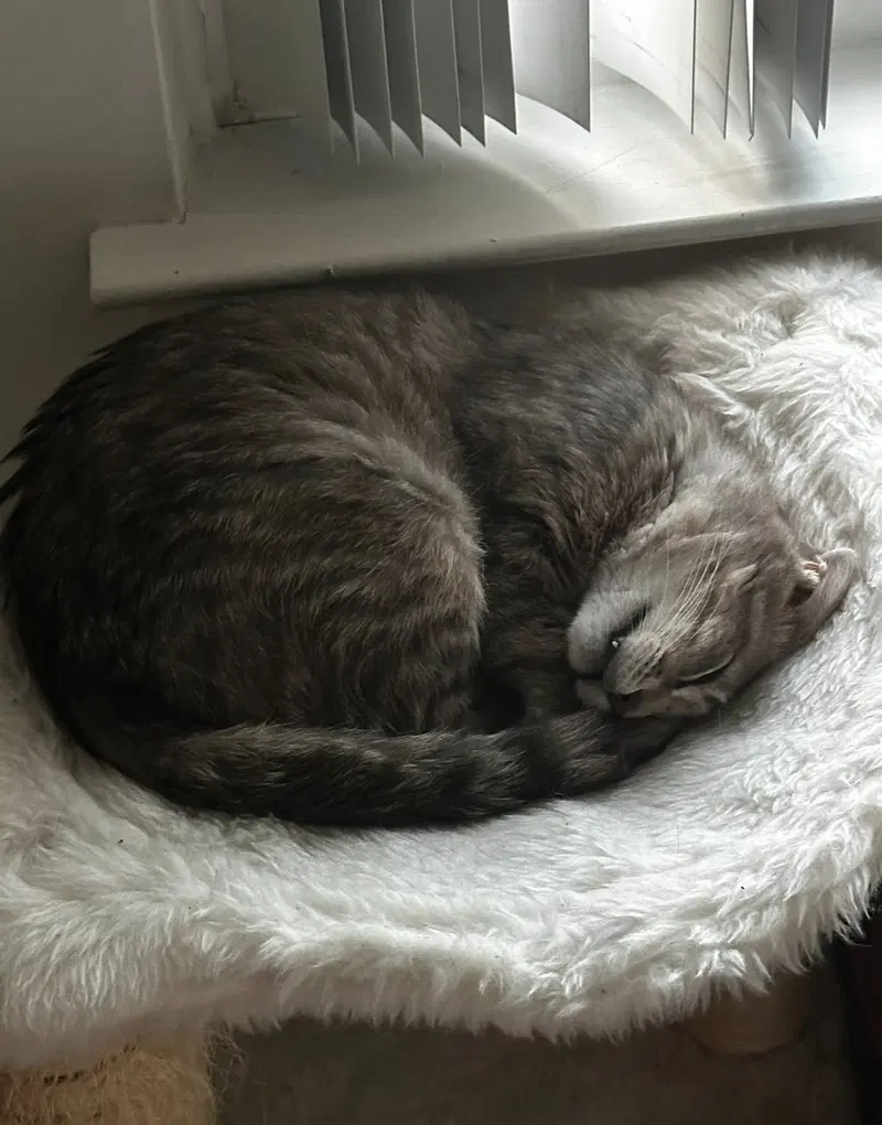 Samwise, photo 4