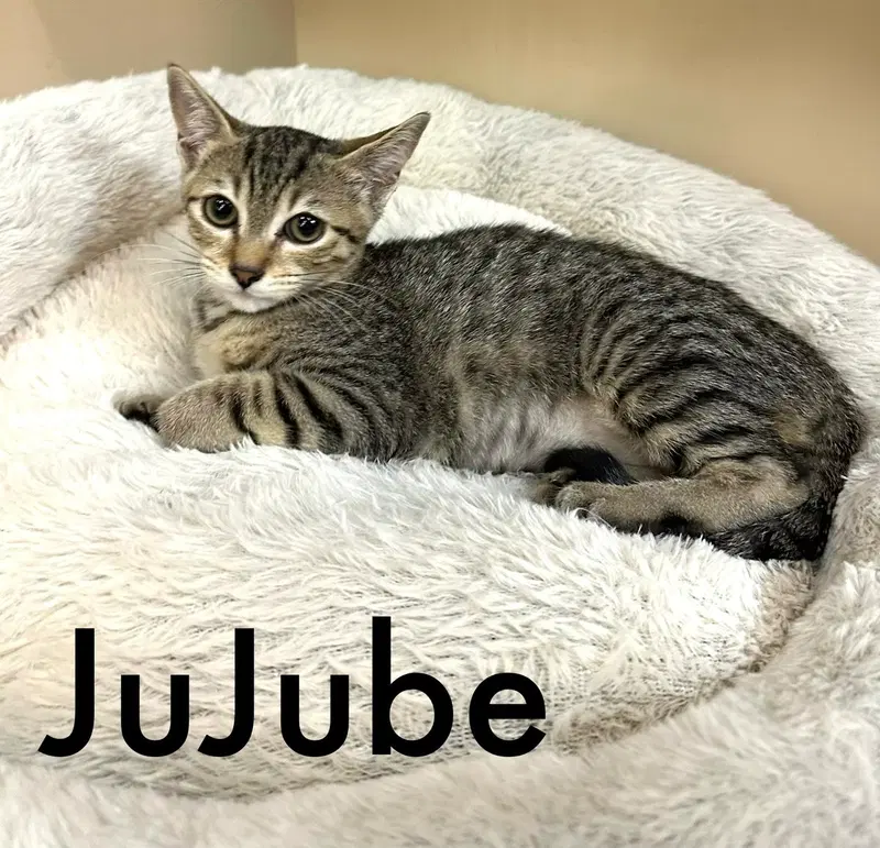Jujube, photo 2