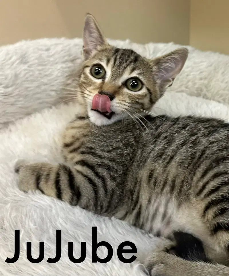 Jujube, photo 3