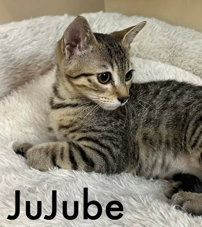 Jujube, photo 4