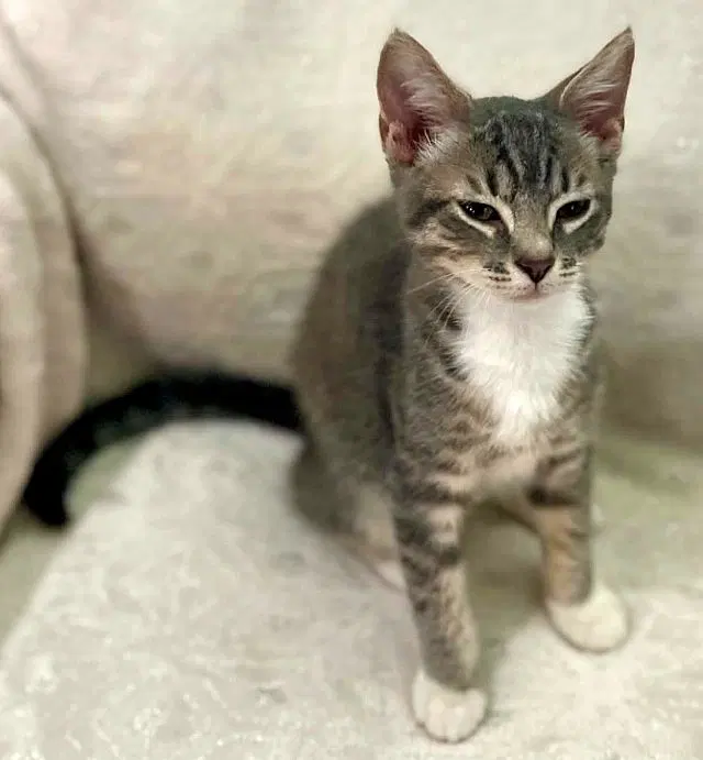 Sasha, a female kitten up for adoption