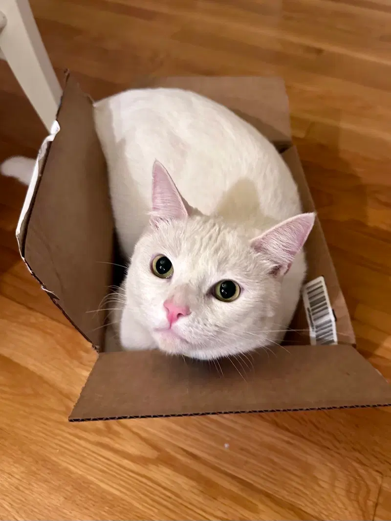 Milky, an adult male cat up for adoption
