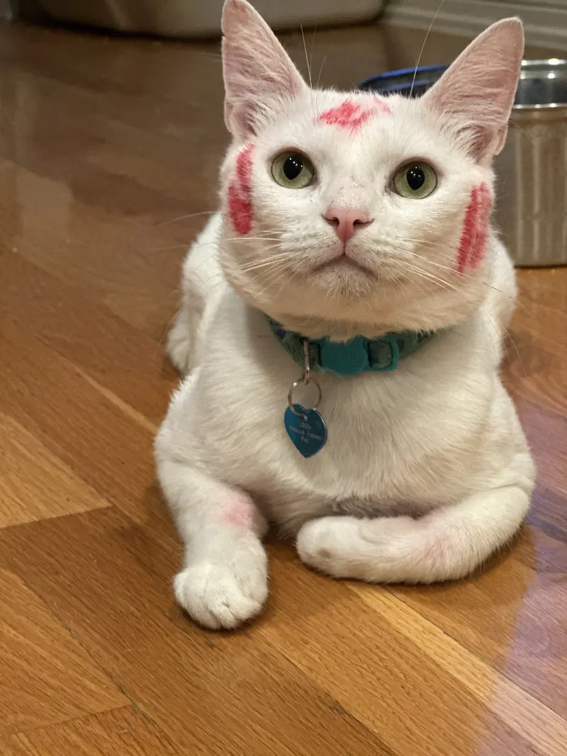 Milky, photo 4
