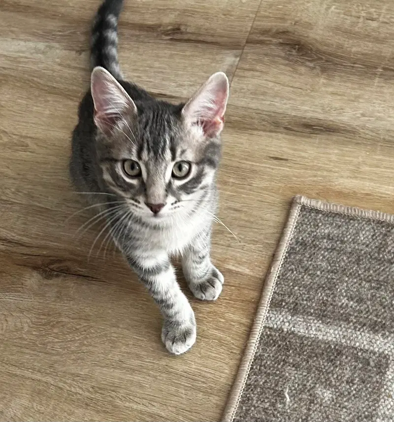 Ellison & Fitz, female kittens up for adoption