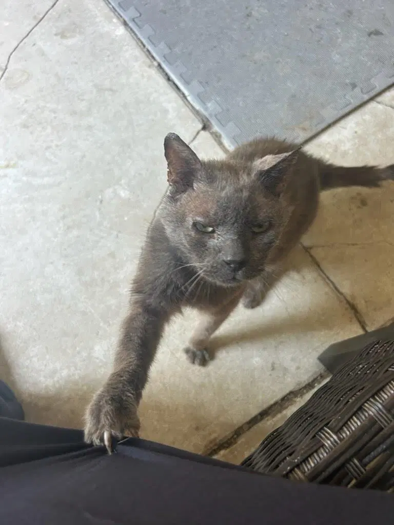Mystery, an adult male Russian Blue cat up for adoption